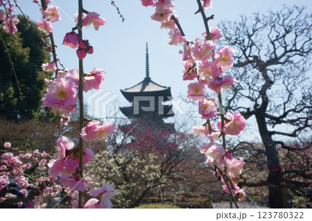 京都　東寺の梅 123780322