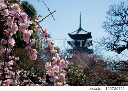 京都 東寺の梅の花 京都 東寺の梅の花 123780323