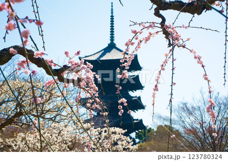 京都　東寺の梅の花 123780324