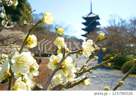 京都　東寺の梅の花 123780326