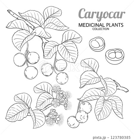 Caryocar Branch with Nuts Outline Illustration 123780385