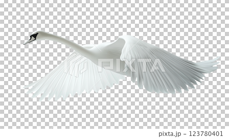 Swan flies gracefully from the side, showcasing its elegance against a white background 123780401