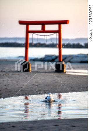 日の出を迎える海岸の鳥居と印象的な岩 123780760