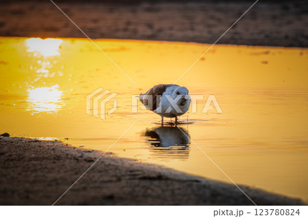 朝陽を浴びる一羽のカモメ 123780824