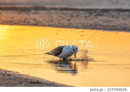 朝陽を浴びる一羽のカモメ 123780826