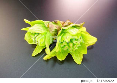 フキノトウ　ふきのとう　蕗の薹 123780922