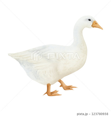 White goose watercolor isolated illustration. Poultry yard waterfowl bird in hand drawn realistic style. Cute farm clipart for kids clothing and Easter designs 123780938