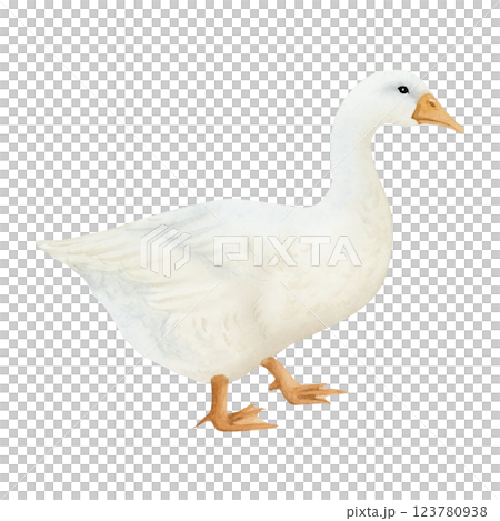 White goose watercolor isolated illustration. Poultry yard waterfowl bird in hand drawn realistic style. Cute farm clipart for kids clothing and Easter designs 123780938