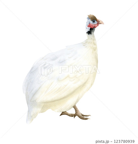 White guinea fowl watercolor isolated illustration. Farm poultry yard bird. Funny and cute African domestic animal clipart for farming designs 123780939