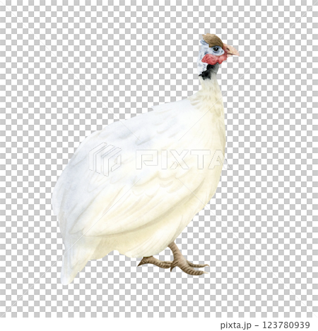 White guinea fowl watercolor isolated illustration. Farm poultry yard bird. Funny and cute African domestic animal clipart for farming designs 123780939