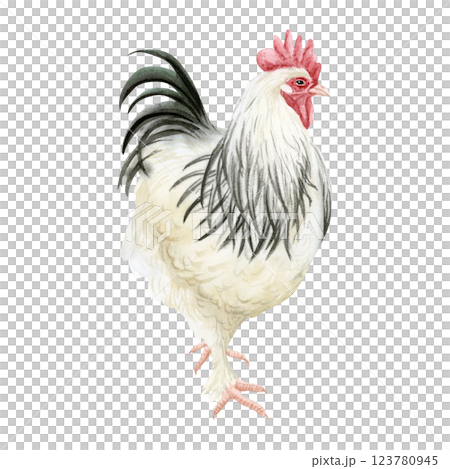White rooster with black feathers watercolor isolated illustration. Hamburg or Sussex cock for poultry yard and farming designs. Chicken breed, domestic farm bird clipart 123780945