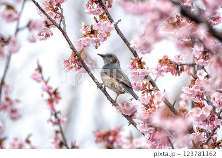 茨城県日立市 神峰公園の紅寒桜と蜜を求めて飛び交う野鳥 茨城県日立市 神峰公園の紅寒桜と蜜を求めて飛び交う野鳥 123781162