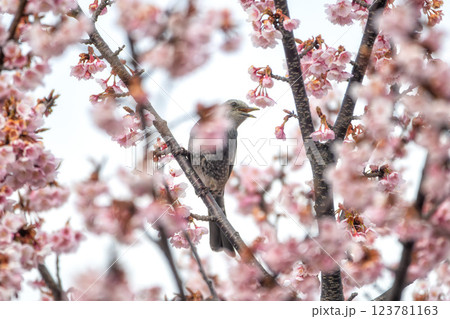茨城県日立市　神峰公園の紅寒桜と蜜を求めて飛び交う野鳥 123781163