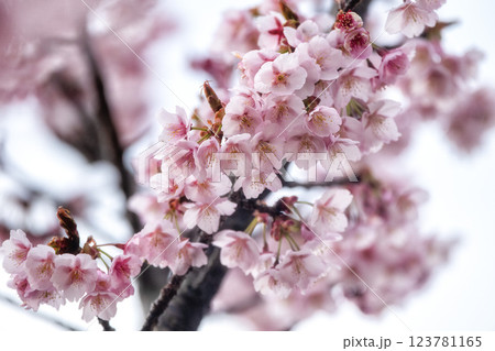 茨城県日立市　神峰公園の紅寒桜と蜜を求めて飛び交う野鳥 123781165