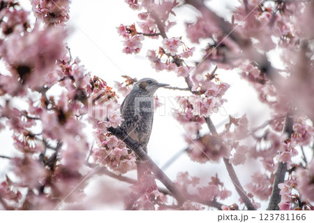 茨城県日立市 神峰公園の紅寒桜と蜜を求めて飛び交う野鳥 茨城県日立市 神峰公園の紅寒桜と蜜を求めて飛び交う野鳥 123781166