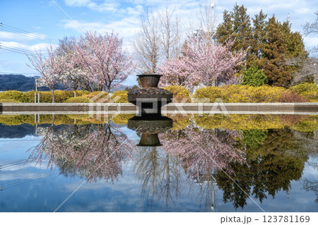 茨城県日立市 神峰公園の紅寒桜と蜜を求めて飛び交う野鳥 茨城県日立市 神峰公園の紅寒桜と蜜を求めて飛び交う野鳥 123781169