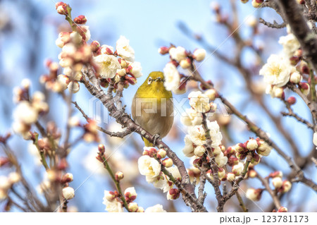 茨城県日立市　神峰公園の紅寒桜と蜜を求めて飛び交う野鳥 123781173