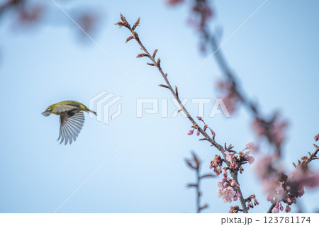 茨城県日立市 神峰公園の紅寒桜と蜜を求めて飛び交う野鳥 茨城県日立市 神峰公園の紅寒桜と蜜を求めて飛び交う野鳥 123781174