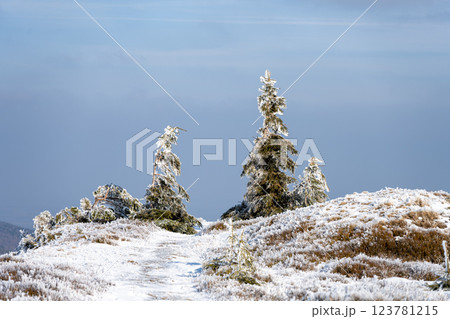 Snow-covered terrain glimmers under bright sunlight, showcasing frost-covered pine trees. The serene atmosphere invites exploration on a crisp, clear day in winter. 123781215