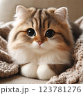 見つめる猫 123781276