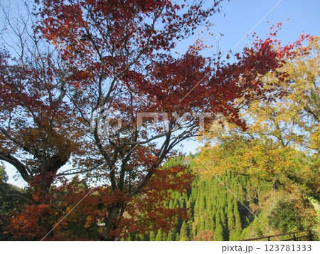 熊本県阿蘇郡小国町下城、下城の滝・鍋釜滝近辺の美しく色付いた紅葉 123781333