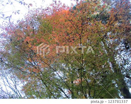 熊本県阿蘇郡小国町下城、下城の滝・鍋釜滝近辺の美しく色付いた紅葉 熊本県阿蘇郡小国町下城、下城の滝・鍋釜滝近辺の美しく色付いた紅葉 123781337