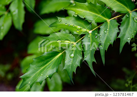 雨に濡れたヒイラギの葉 123781467