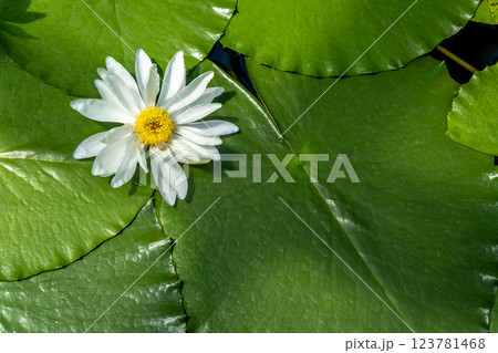 白い睡蓮の花 123781468