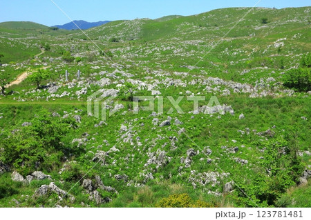 初夏の秋吉台（山口県美祢市） 123781481