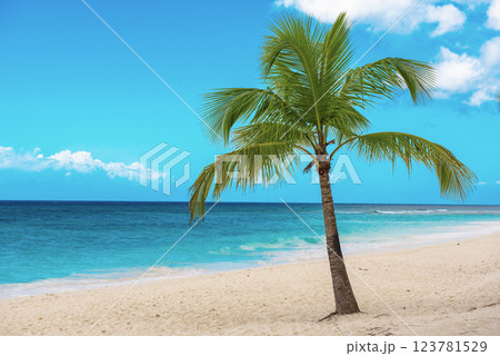 Single palm tree in exotic tropical beach Single palm tree in exotic tropical beach 123781529