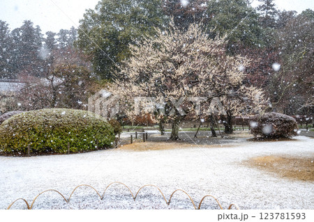 季節外れの雪が舞う偕楽園梅まつり 季節外れの雪が舞う偕楽園梅まつり 123781593