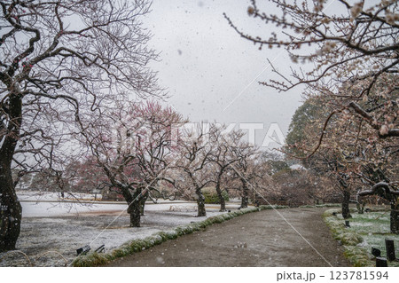 季節外れの雪が舞う偕楽園梅まつり 123781594