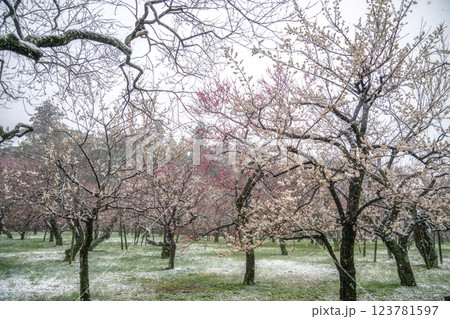 季節外れの雪が舞う偕楽園梅まつり 季節外れの雪が舞う偕楽園梅まつり 123781597