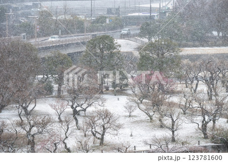 季節外れの雪が舞う偕楽園梅まつり 123781600