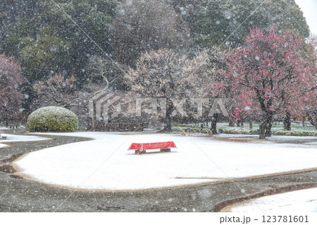 季節外れの雪が舞う偕楽園梅まつり 季節外れの雪が舞う偕楽園梅まつり 123781601