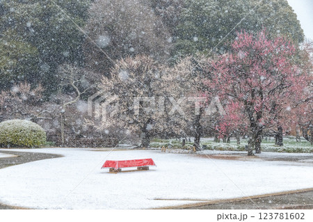 季節外れの雪が舞う偕楽園梅まつり 123781602