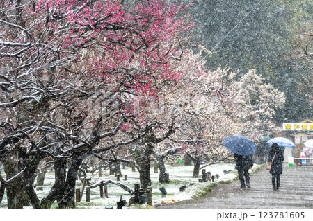 季節外れの雪が舞う偕楽園梅まつり 季節外れの雪が舞う偕楽園梅まつり 123781605