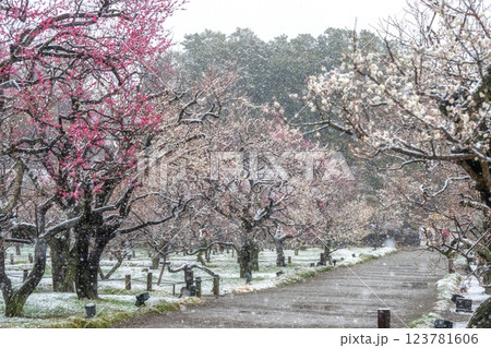 季節外れの雪が舞う偕楽園梅まつり 123781606