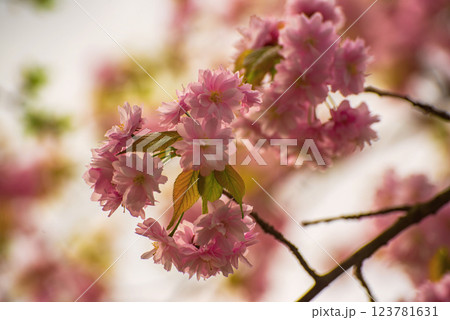 Sakura flowers blooming, spring seasonal Easter background 123781631