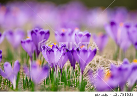 Spring crocus flowers in the grass, Easter seasonal background 123781632