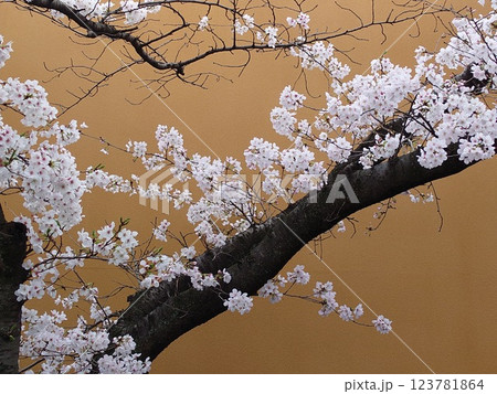 満開の桜に包まれる 春景色 123781864