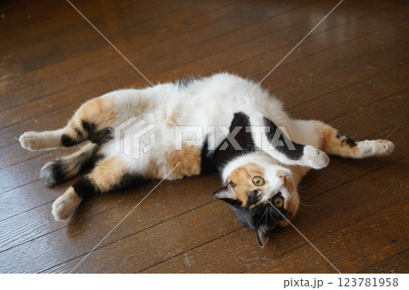 お腹を出してカメラ目線の桜猫 お腹を出してカメラ目線の桜猫 123781958