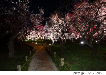 ロマンチック茨城（水戸の偕楽園3千本の梅林の海。光の森の冒険がはじまる。）偕楽園  梅 ライトアップ 123782080