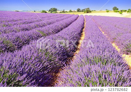 Lavander field in the south of France Lavander field in the south of France 123782682