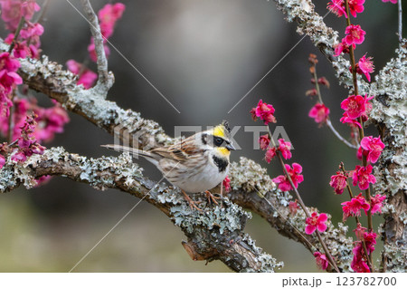 茨城県つくば市　満開の筑波山梅林 123782700