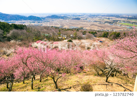筑波梅林からの展望 筑波梅林からの展望 123782740