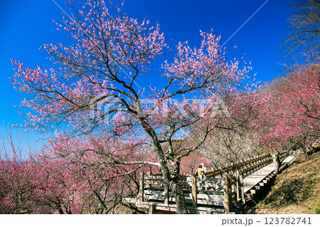 梅林と遊歩道 梅林と遊歩道 123782741