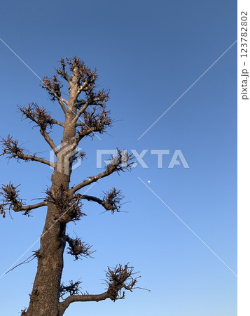 青空に伸びる春を待つ木 青空に伸びる春を待つ木 123782802