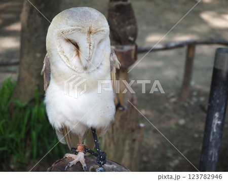 可愛い顔のメンフクロウ 123782946
