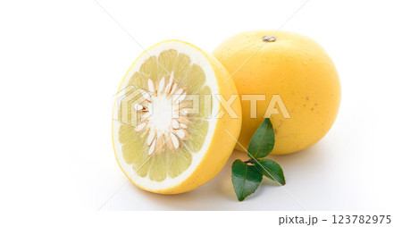 土佐文旦 (白背景) 土佐文旦 (白背景) 123782975